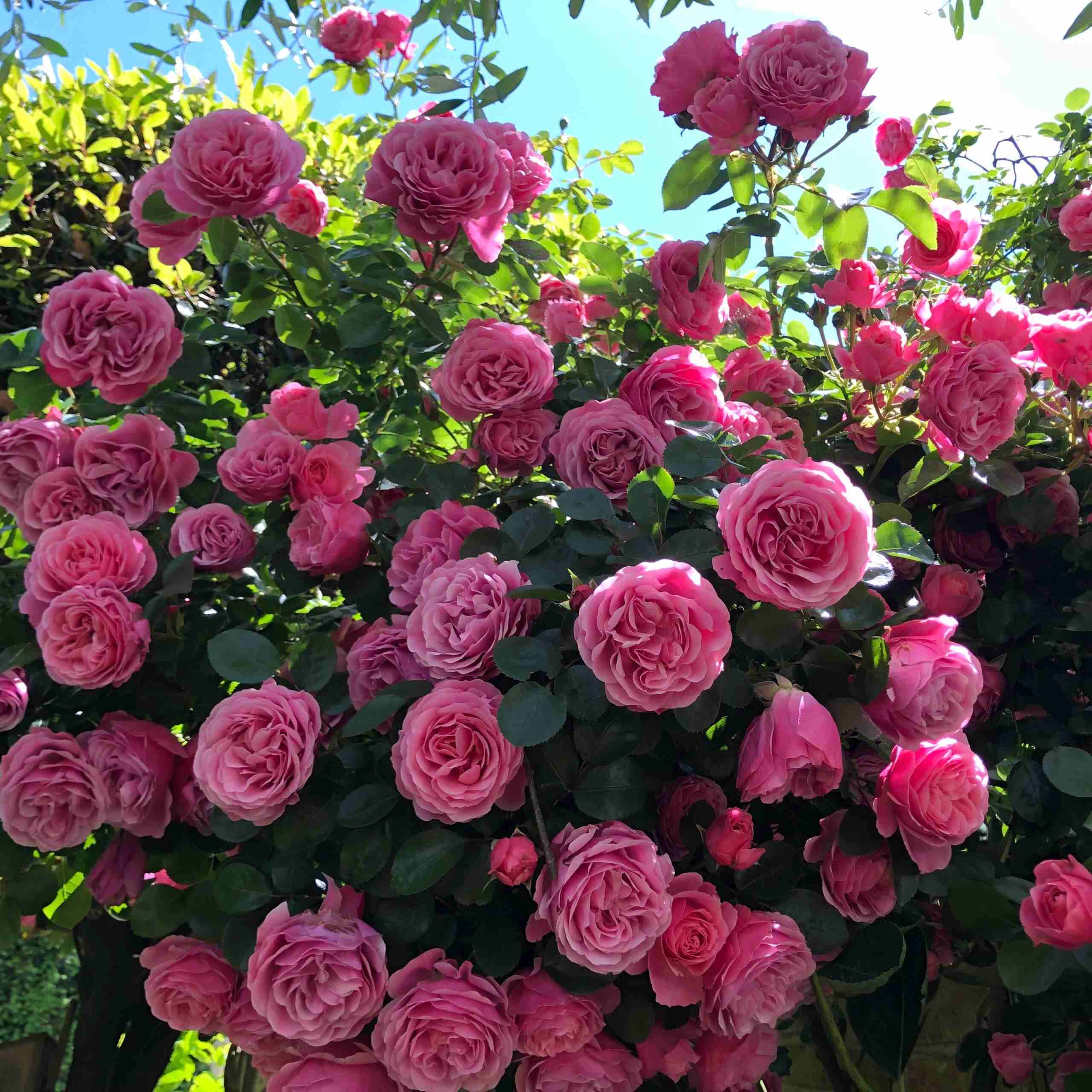 Photo d’Alain SARRAUSTE