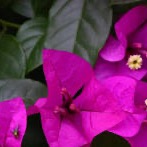 Photo de Marie-France POYARD